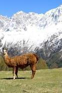 Parc Animalier de Merlet